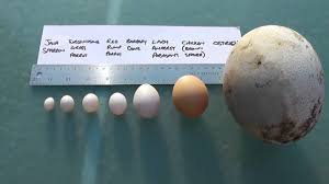 Bird Egg Size Comparison Largest Egg In The World