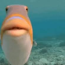fish lips gifs tenor