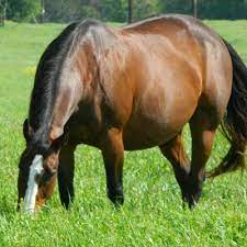 supplementing for breeding mares last