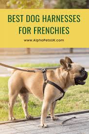 French bulldog is a brachycephalic breed, which means their. Best Harnesses For French Bulldogs Top Rated Frenchie No Pull Harnesses Reviewed Alpha Pets Uk