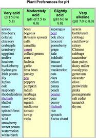Companion Planting Chart For Vegetables Plant Companion