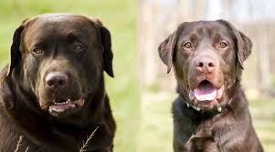 Labrador retriever, akc registered labs, mans best friend English Labrador Vs American Labrador What S The Difference