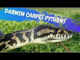 darwin carpet pythons crittacam you