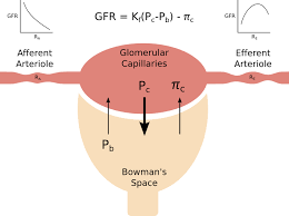 Glomerular Filtration Rate Pathway