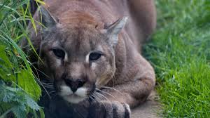 owning a pet cougar understanding the