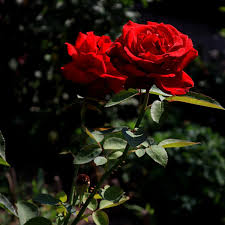 national red rose day celebrate the