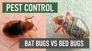 bed bugs prefer wood or metal beds