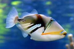 Are Ocean triggerfish good to eat?