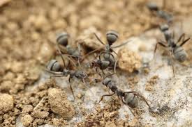how to get rid of ants today s homeowner