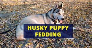husky puppy feeding guide husky
