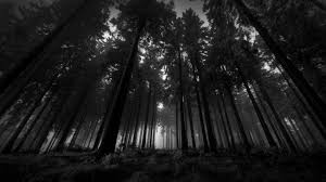 Résultats de recherche d'images pour « dark forest wallpaper »