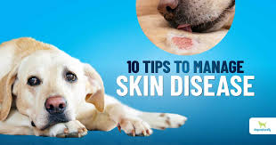 how to manage dog skin conditions