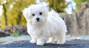 teacup maltese all you need to know