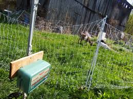 Setting Up The Goat Electric Fence