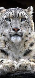 1125x2436 snow leopard 2 iphone xs
