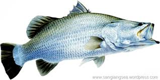 Ikan kakap putih dapat ditemukan di hampir semua daerah pantai tetapi paling baik ditusuk di atas tanah yang tercampur campuran di air yang relatif dangkal. Trik Dan Teknik Mancing Ikan Kakap Putih