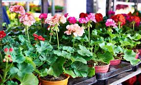 How To Grow Geraniums The Home Depot