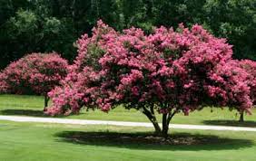 See more ideas about flowers, beautiful flowers, plants. Flowering Tree Don Belvedere Flowers Montreal Blog