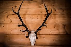 white deer skull with black antler wall