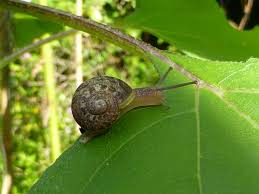 slugs snails the plant man