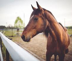 reining in the rise in equine crime