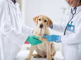 After the operation the skin along the midline of the abdomen is sutured (stitched). Spaying And Neutering Dogs 101 The Procedure Recovery And Costs Petmd