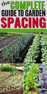 Garden Spacing How Far Apart Should