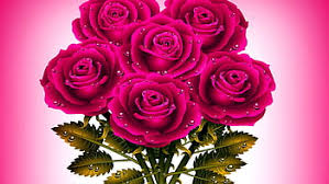 dark pink rose hd wallpapers pxfuel
