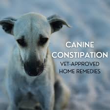 home remes for dog constipation