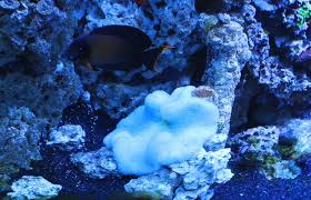gigantea carpet anemone reef aquarium