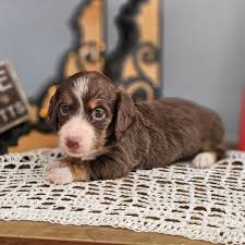raised dachshund breeder in iowa