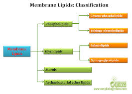 Plasma Membrane Lipids Ppt Structure Easybiologyclass