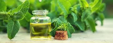 Peppermint Oil: Benefits, Side-Effects, Dosage & Uses | Holland & Barrett