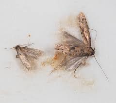 What causes moths in house? Insects In The City The Other Clothes Moths
