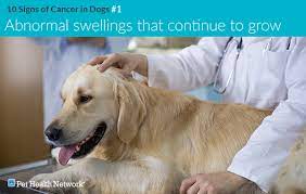 So any time an animal isn't feeling well, or there's something abnormal or not quite right, the owner needs to bring it to the attention of their veterinarian. 10 Signs Of Cancer In Dogs