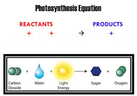 Photosynthesis Equation Diagram Quizlet