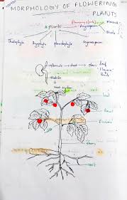 morphology of flowering plants studigoo
