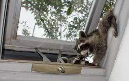 Are racoons harmful?