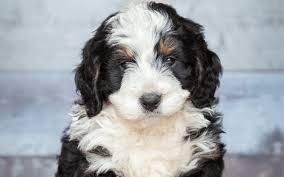Maybe you would like to learn more about one of these? A Directory Of Bernedoodle Breeders To Find A Puppy Travelling With A Dog
