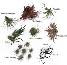 Tillandsia (air plants) from air plant design studio. 34 Extremely Beautiful Types Of Air Plants Tillandsia That Don T Look Normal But Are Actually Real In Pictures Decoratorist
