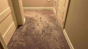 fix a squeaky suloor under carpet