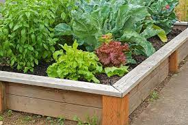 How To Start A Vegetable Garden