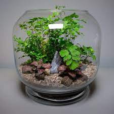 glass bowl terrarium plants