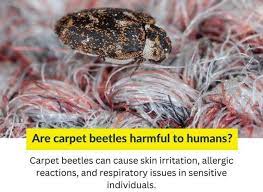 1 pest control for carpet beetles how