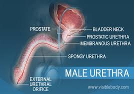 urinary system structures