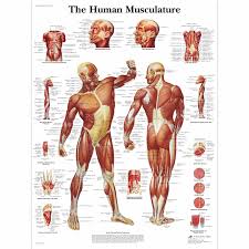 Human Muscle Anatomy Human Muscle Anatomy Free Printable