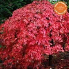 Japanese Maple Trees For Small Gardens