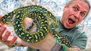 ing snakes two australian pythons