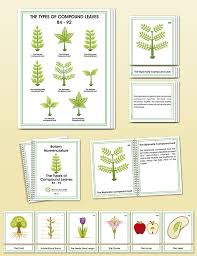 Botany Elementary Nomenclature Montessori Research