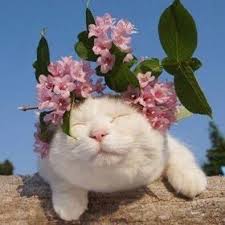 But few people know that many of the most popular varieties of flowers are extremely poisonous to cats. Flower And Cat Catsaesthetic Cute Animals Cute Cats Pretty Cats